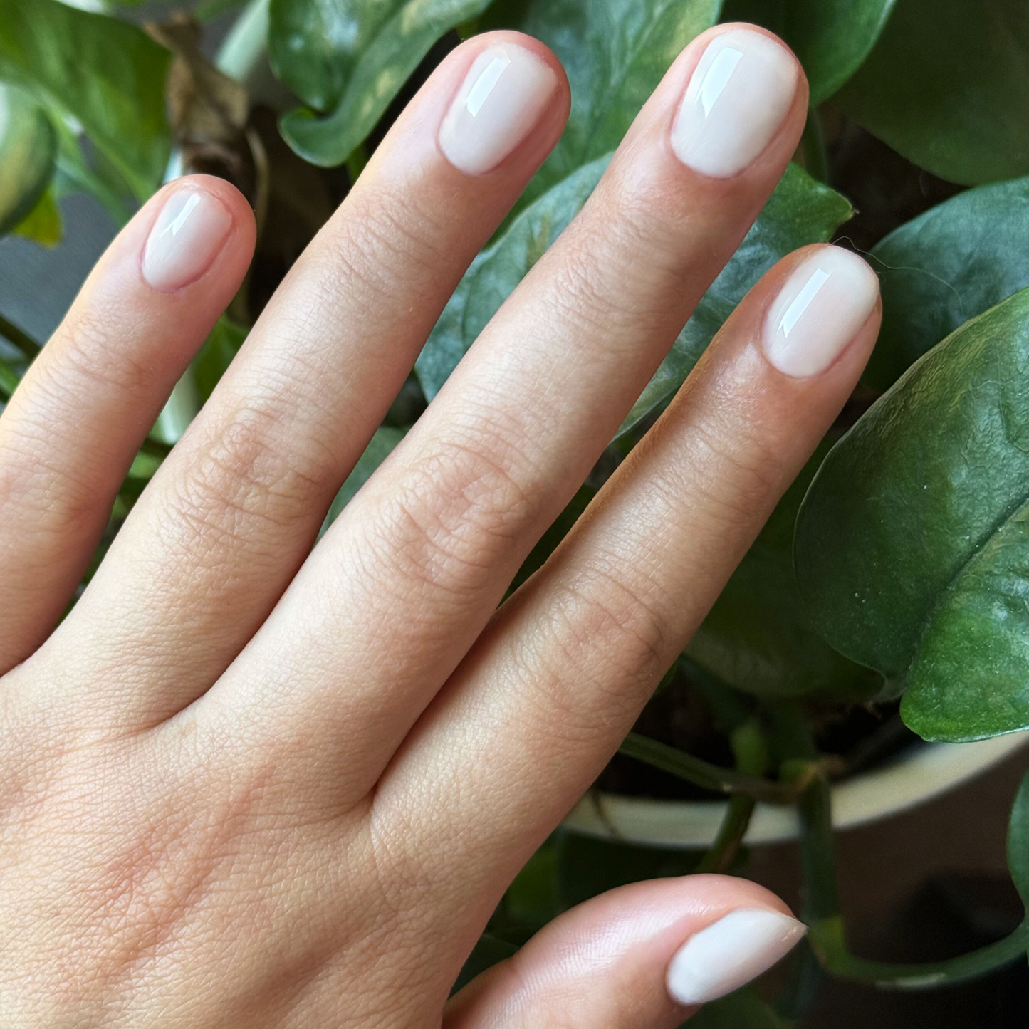 Sugar Glow - Builder Gel applied on short natural nails with a smooth, sheer milky white gel polish finish